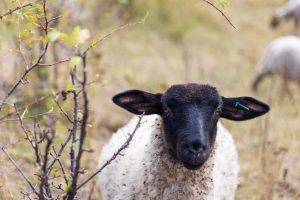 Schau mir in die Augen